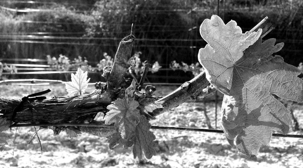 vina2