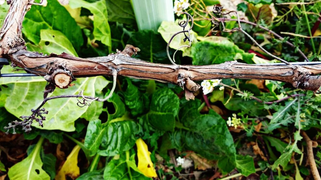 img_1441-2
