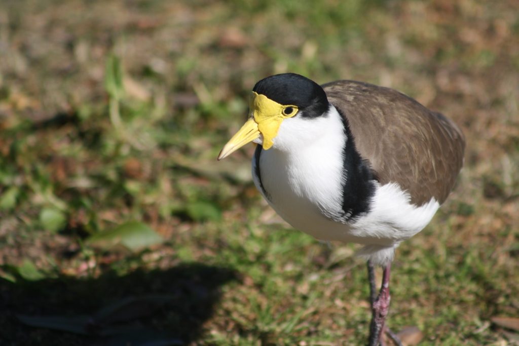pajaros